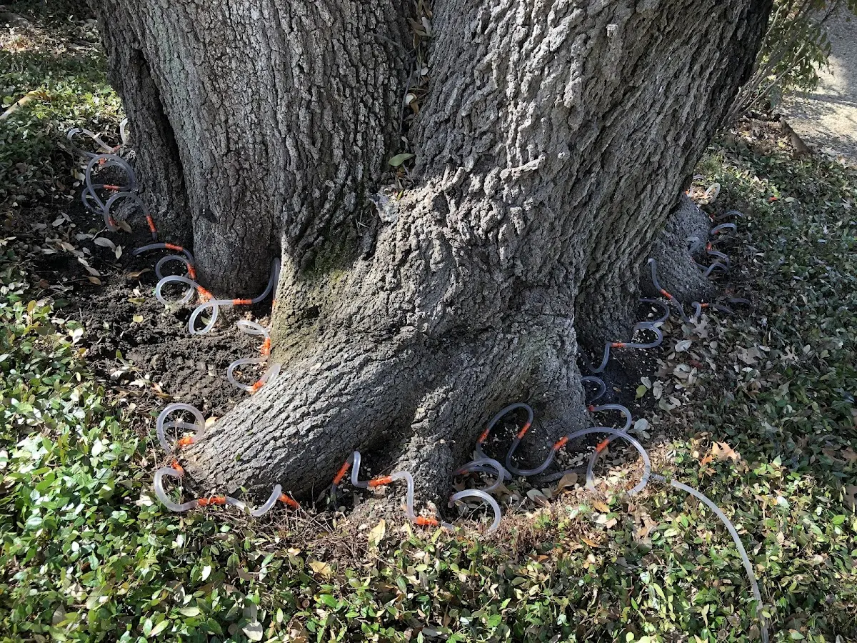 Detailed Tree Cabling and Bracing job site in Waxahachie