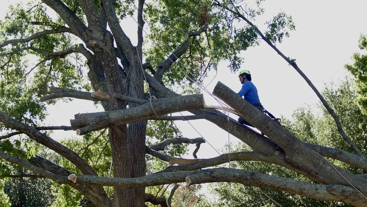 Professional Hazardous Tree Removal performed by certified arborists in Waxahachie