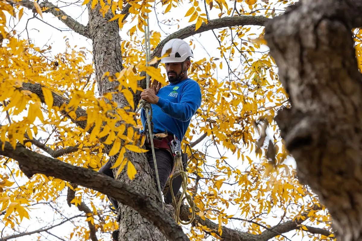 Skilled Tree Pruning crew working in Waxahachie