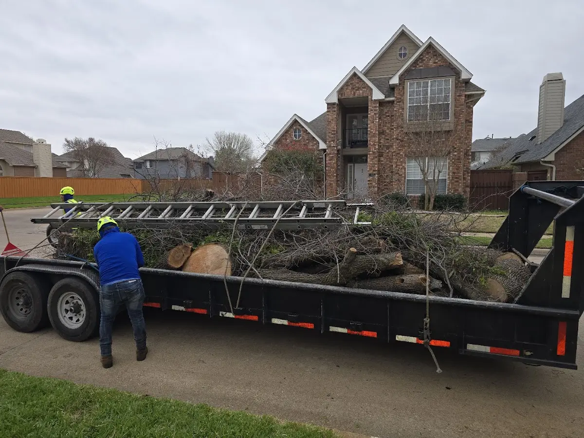 Expert Deadwooding with proper safety equipment in Waxahachie